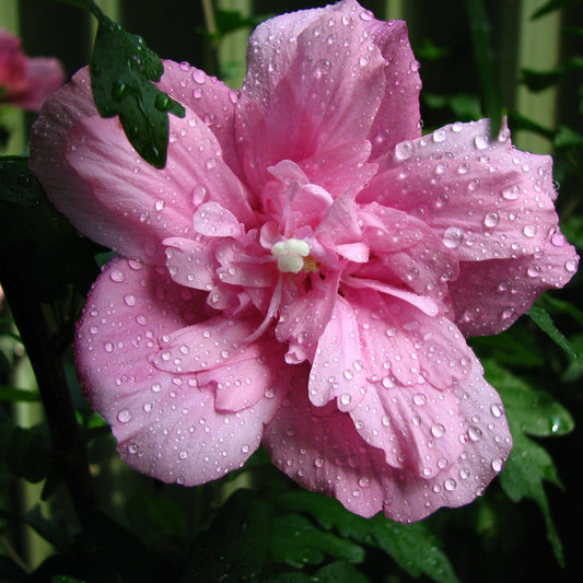 Hibiscus syriacus 'Ardens' 1.5L - plants - express.com