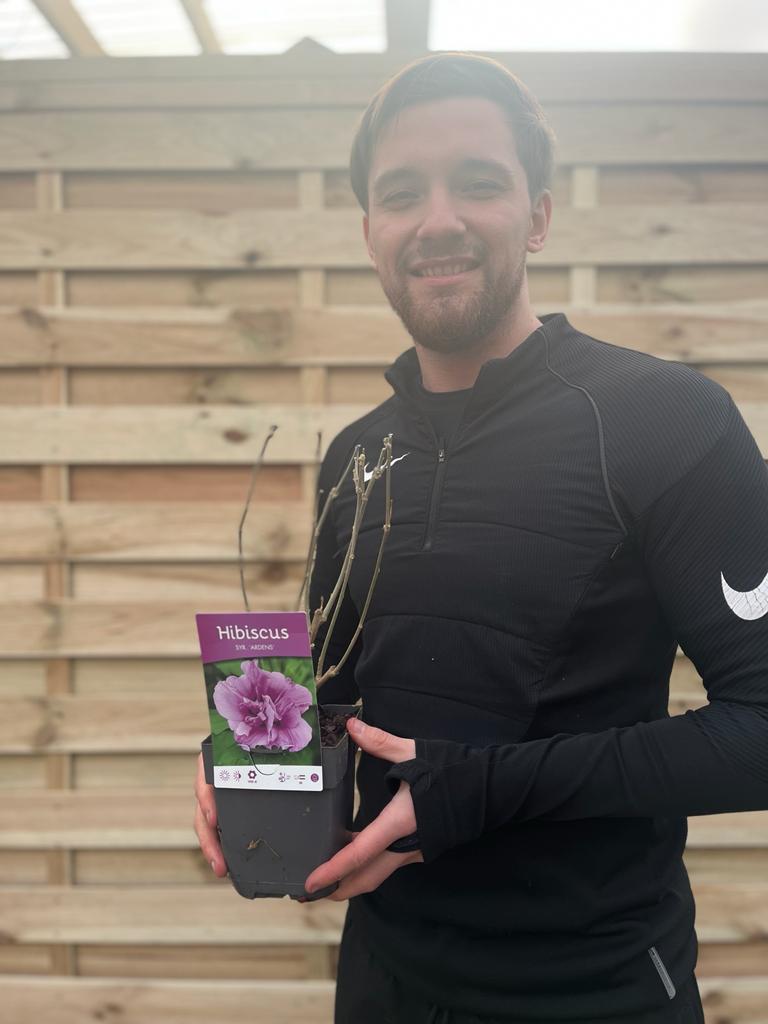 Hibiscus syriacus 'Ardens' 1.5L - plants - express.com