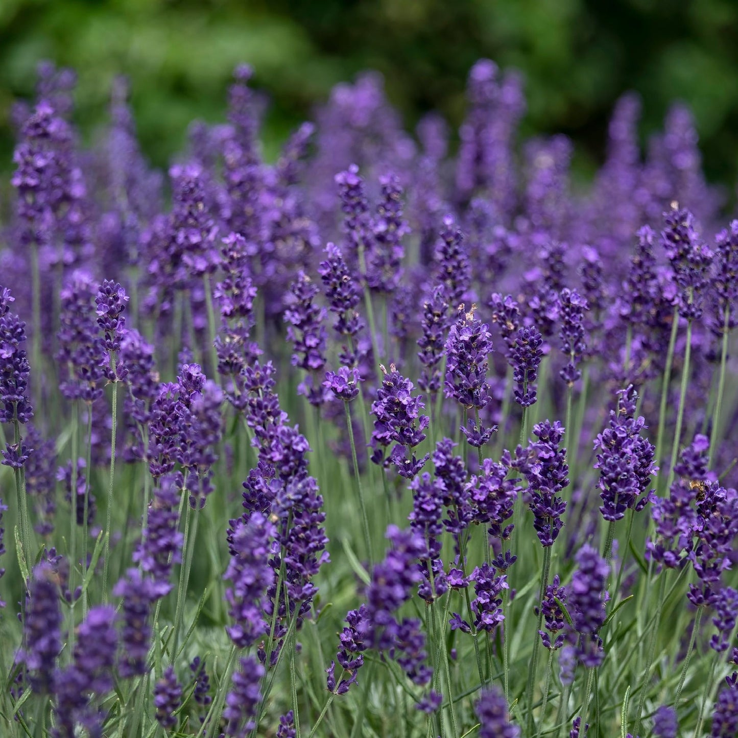Hidcote English Lavender: Lavandula angustifolia in 9cm/14cm Pot - plants - express.com