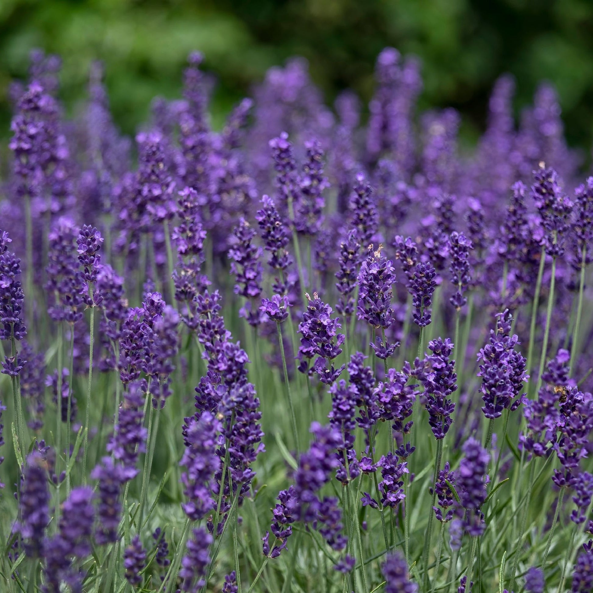 Hidcote English Lavender: Lavandula angustifolia in 9cm/14cm Pot - plants - express.com