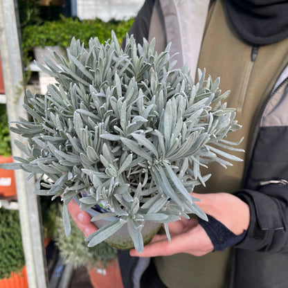 Hidcote English Lavender: Lavandula angustifolia in 9cm/14cm Pot - plants - express.com