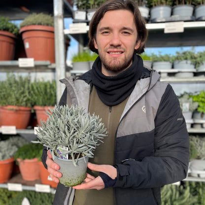 Hidcote English Lavender: Lavandula angustifolia in 9cm/14cm Pot - plants - express.com