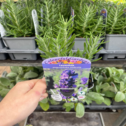 Hidcote English Lavender: Lavandula angustifolia in 9cm/14cm Pot - plants - express.com