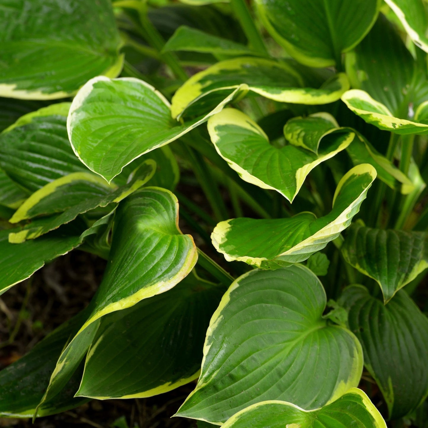 Hosta 'Aureomarginata' 1.5L - plants - express.com