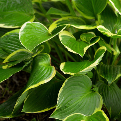Hosta 'Aureomarginata' 1.5L - plants - express.com