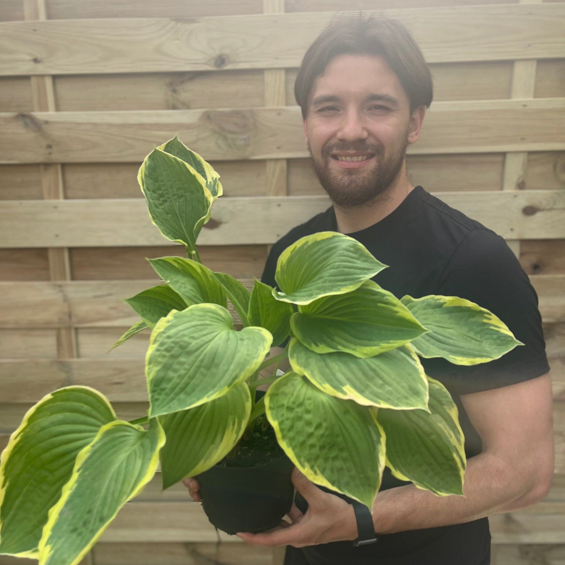 Hosta 'Aureomarginata' 1.5L - plants - express.com