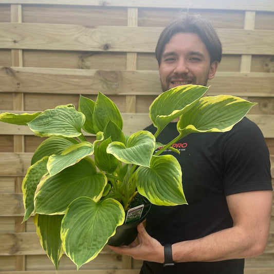 Hosta 'Aureomarginata' 1.5L - plants - express.com
