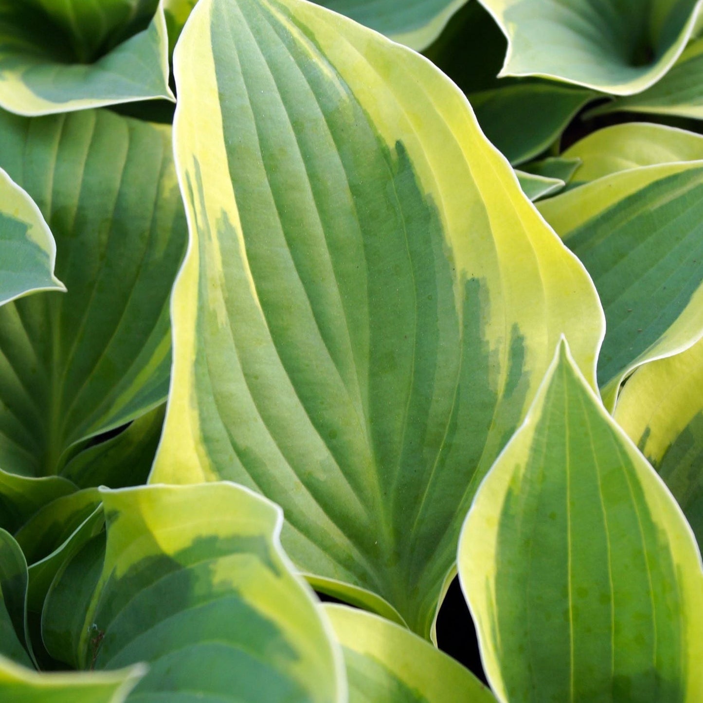 Hosta 'Aureomarginata' 1.5L - plants - express.com