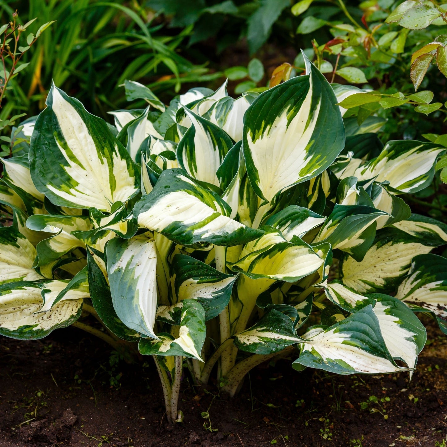 Hosta 'Fire and Ice' - Variegated Foliage, 9cm Pot - plants - express.com