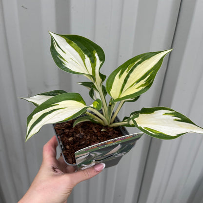 Hosta 'Fire and Ice' - Variegated Foliage, 9cm Pot - plants - express.com