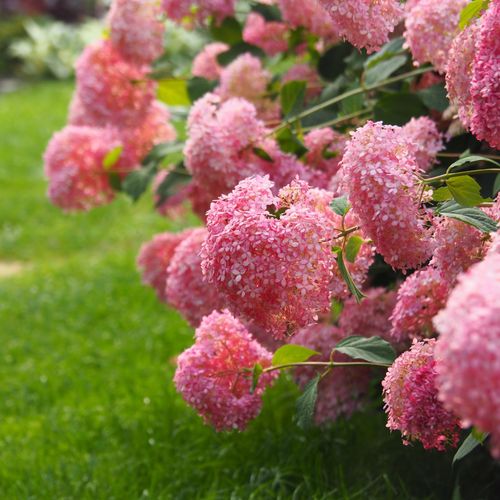 Hydrangea arborescens 'Strong Annabelle' Pink – 3L Potted Living Hydrangea - plants - express.com