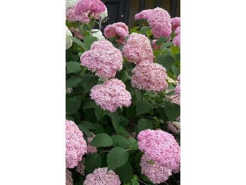 Hydrangea arborescens 'Strong Annabelle' Pink – 3L Potted Living Hydrangea - plants - express.com