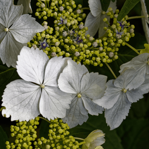 Hydrangea 'Cloud Nine' - Elegant Lace - Cap Blooms for Stunning Garden Displays - plants - express.com