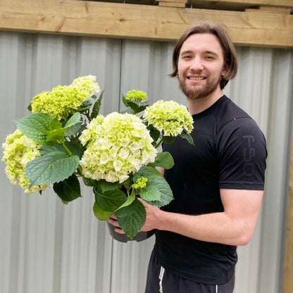 Hydrangea macrophylla 'White Ball' – Elegant Living Hydrangea in Pot - plants - express.com