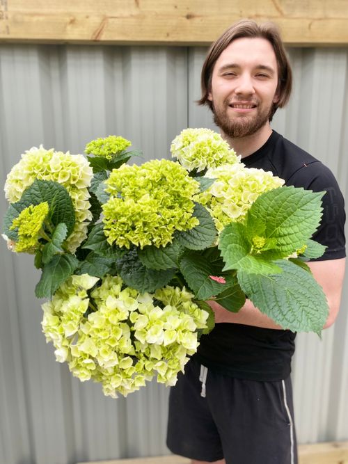 Hydrangea macrophylla 'White Ball' – Elegant Living Hydrangea in Pot - plants - express.com