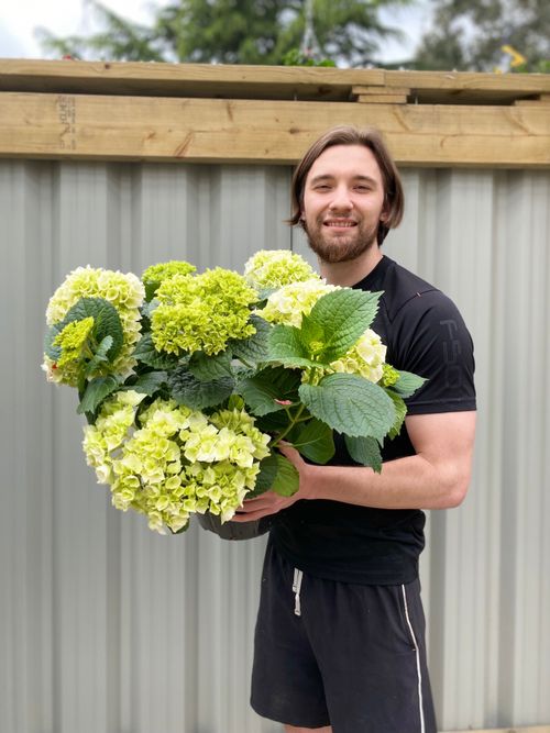 Hydrangea macrophylla 'White Ball' – Elegant Living Hydrangea in Pot - plants - express.com