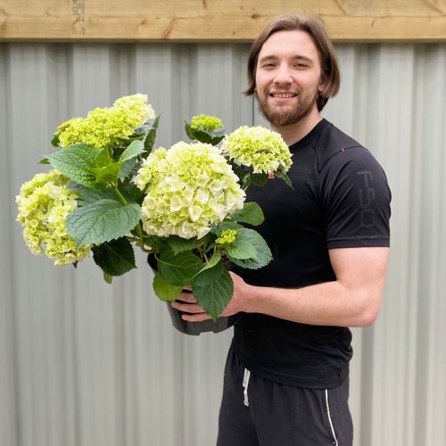 Hydrangea macrophylla 'White Ball' – Elegant Living Hydrangea in Pot - plants - express.com