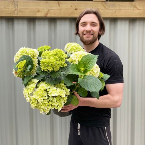 Hydrangea macrophylla 'White Ball' – Elegant Living Hydrangea in Pot - plants - express.com