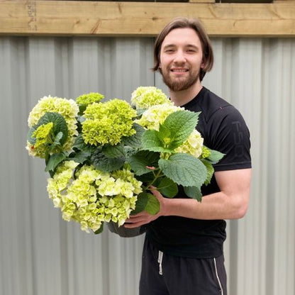 Hydrangea macrophylla 'White Ball' – Elegant Living Hydrangea in Pot - plants - express.com