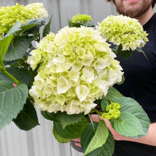 Hydrangea macrophylla 'White Ball' – Elegant Living Hydrangea in Pot - plants - express.com