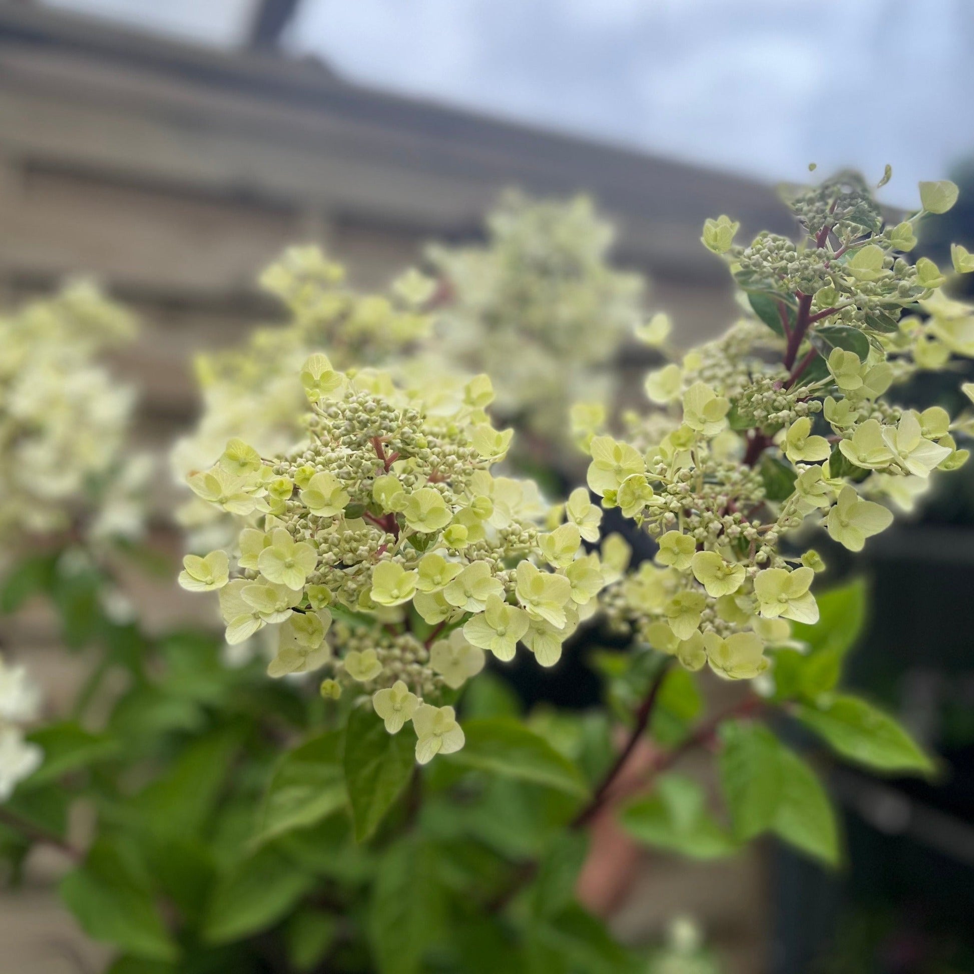 Hydrangea paniculata Wim's Red - Cream - to - Red Cone Clusters, Scented (3L/10L) - plants - express.com