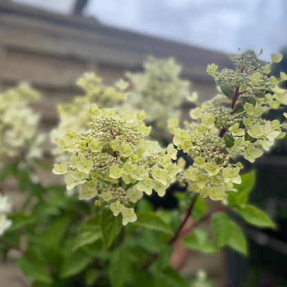 Hydrangea paniculata Wim's Red - Cream - to - Red Cone Clusters, Scented (3L/10L) - plants - express.com
