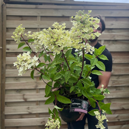 Hydrangea paniculata Wim's Red - Cream - to - Red Cone Clusters, Scented (3L/10L) - plants - express.com