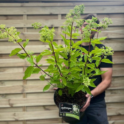 Hydrangea paniculata Wim's Red - Cream - to - Red Cone Clusters, Scented (3L/10L) - plants - express.com