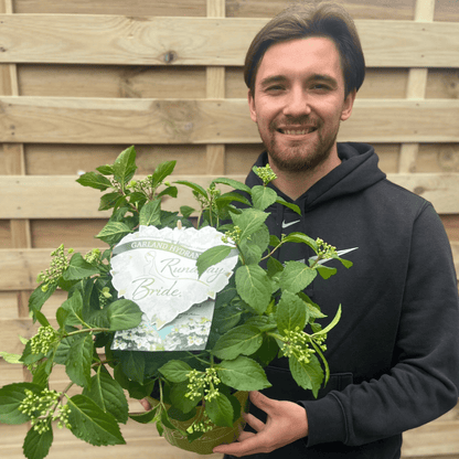 Hydrangea 'Runaway Bride' - Chelsea Plant of the Year 2018, White Lacecap Blooms - plants - express.com