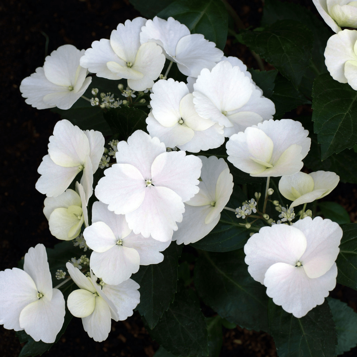 Hydrangea 'Runaway Bride' - Chelsea Plant of the Year 2018, White Lacecap Blooms - plants - express.com