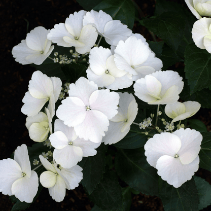 Hydrangea 'Runaway Bride' - Chelsea Plant of the Year 2018, White Lacecap Blooms - plants - express.com