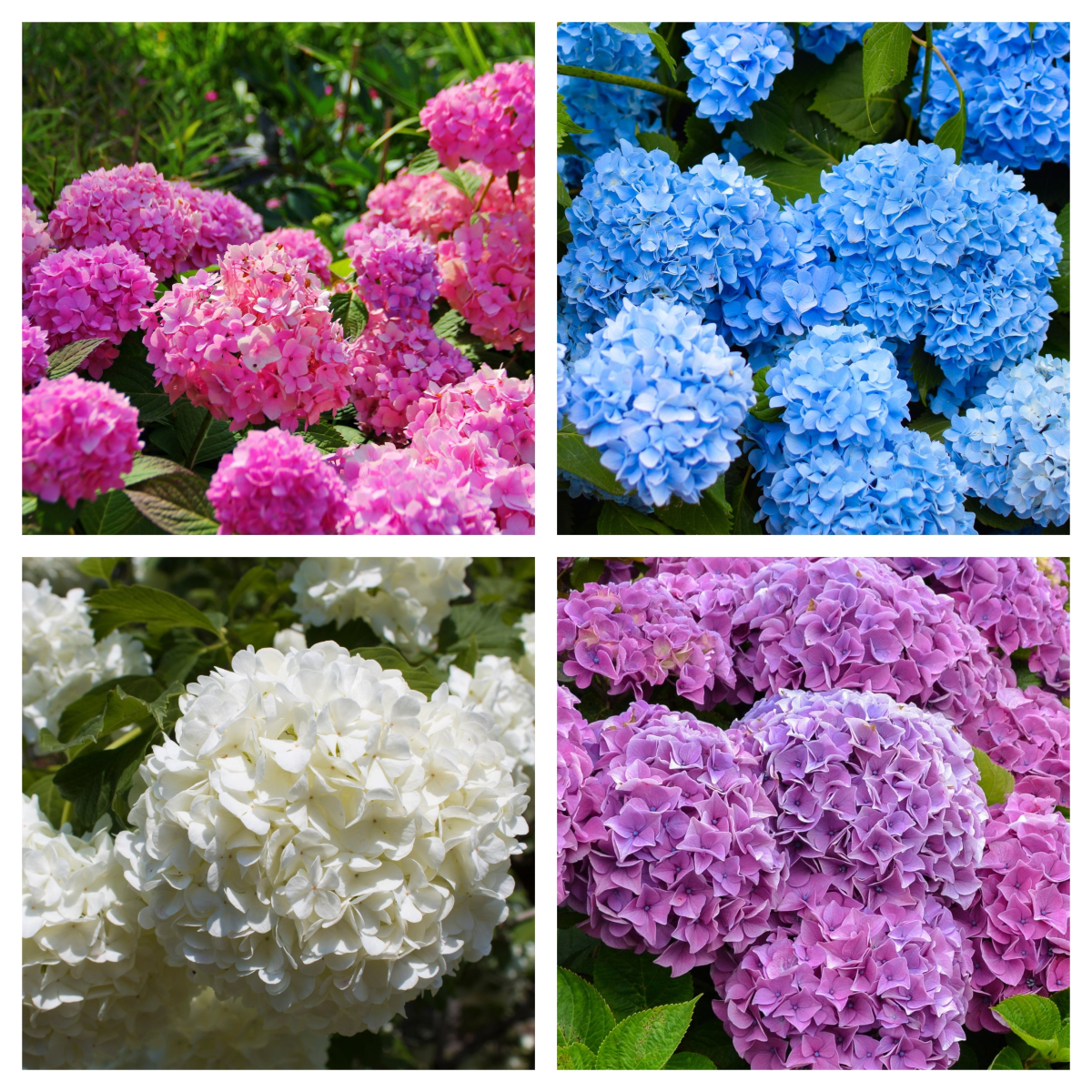Hydrangea | Surprise Colour - plants - express.com