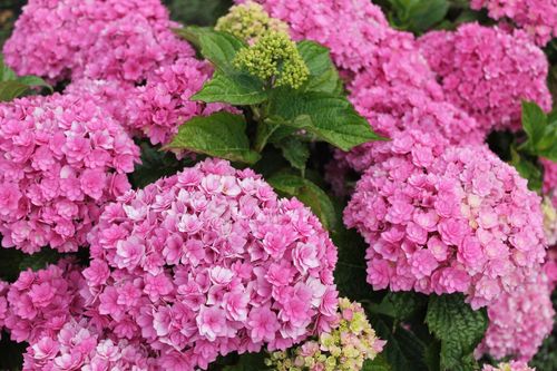 Hydrangea 'Together' - Vibrant Mophead Blooms, 9cm Pot (Pre - Order April 2025) - plants - express.com