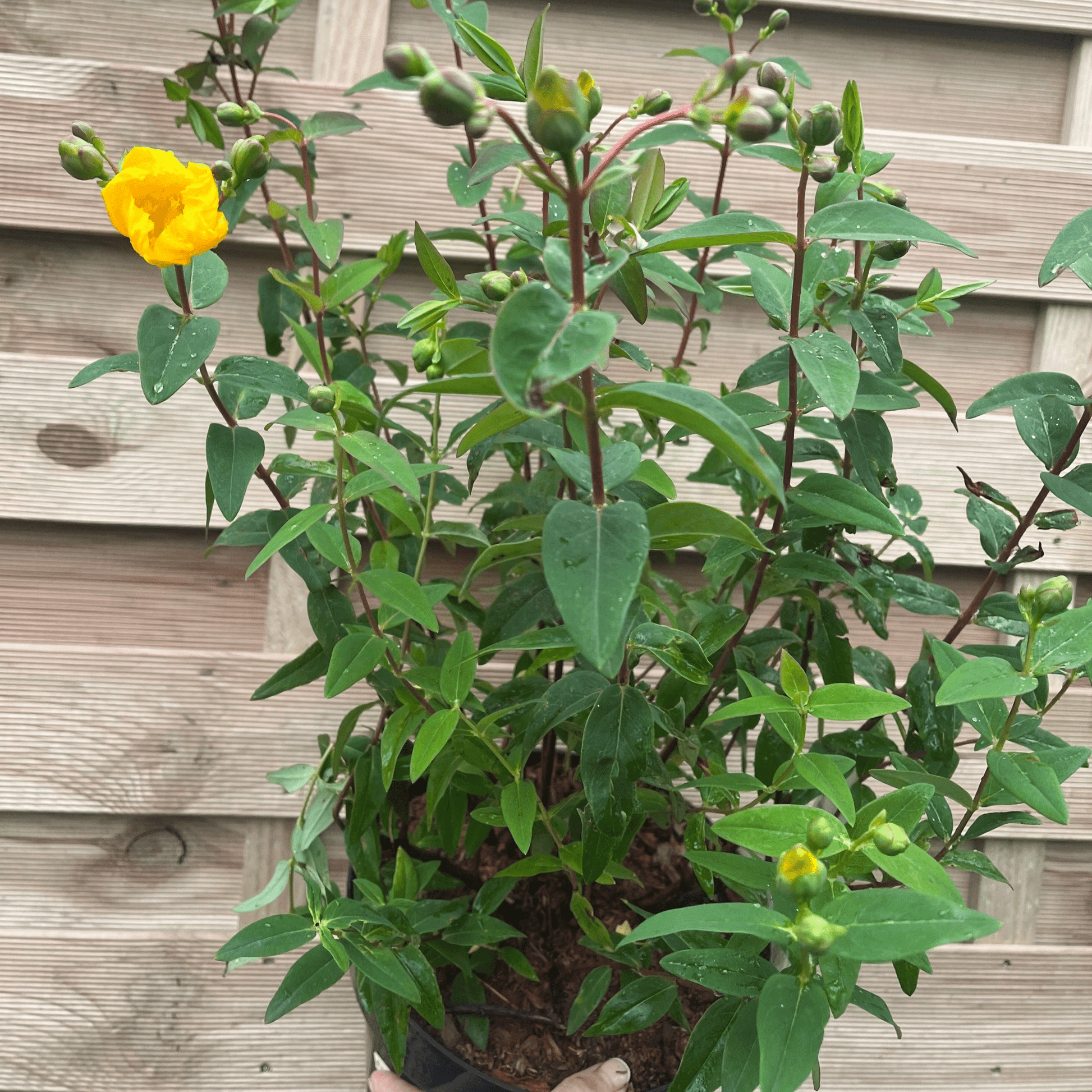Hypericum 'Hidcote' St. John's Wort - Bright Yellow Blooms (3.5L) - plants - express.com
