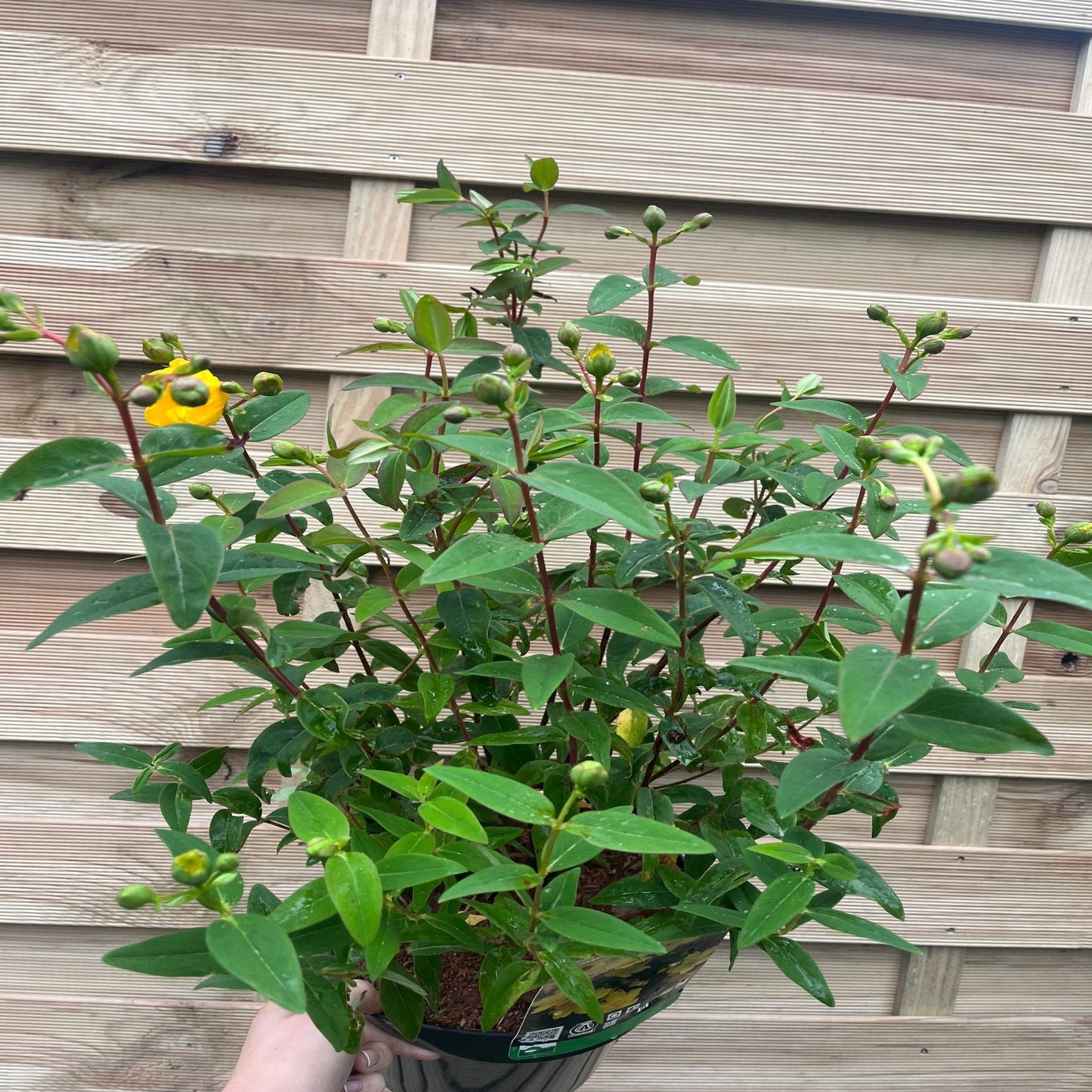 Hypericum 'Hidcote' St. John's Wort - Bright Yellow Blooms (3.5L) - plants - express.com