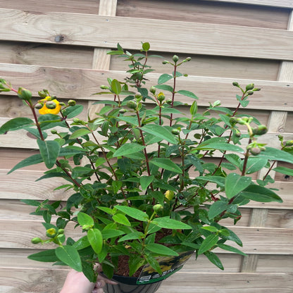 Hypericum 'Hidcote' St. John's Wort - Bright Yellow Blooms (3.5L) - plants - express.com