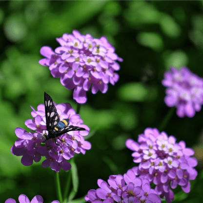 Iberis 'Mermaid Lavender' 9cm/1.5L - plants - express.com