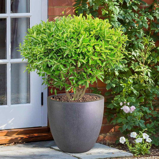 IDEALIST Lite 50cm Large Garden Planter for Trees | Washed Light Concrete Egg Round Planter | Contemporary Outdoor Plant Pot D50 H50 cm, 98L - plants - express.com