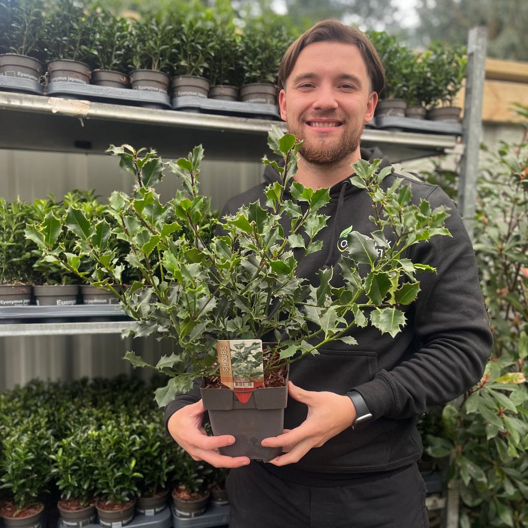 Ilex Aquifolium Holly Bush - Evergreen Hedge Plant 9cm/2L - plants - express.com