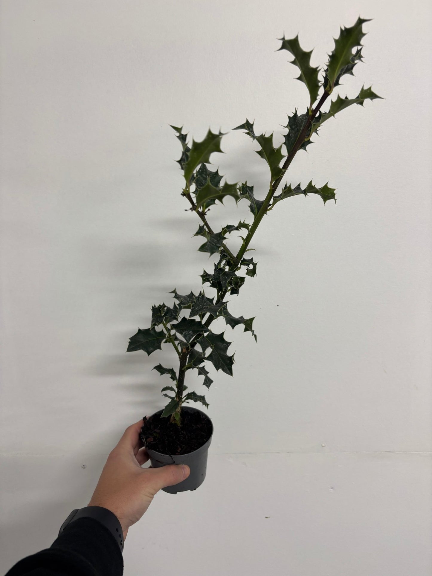 Ilex Aquifolium Holly Bush - Evergreen Hedge Plant 9cm/2L - plants - express.com