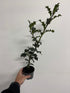 9cm (40-50cm inc growers pot) Single Stem