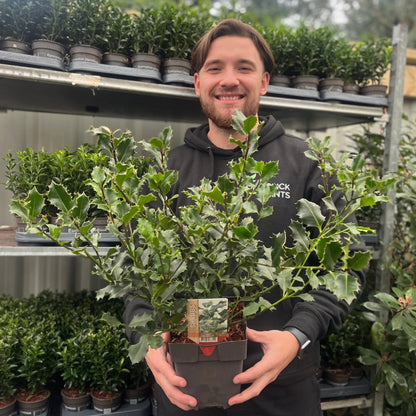 Ilex Aquifolium Holly Bush - Evergreen Hedge Plant 9cm/2L - plants - express.com
