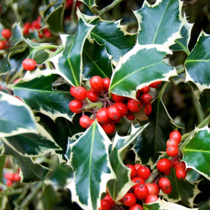 Ilex 'Argentea Marginata' Holly - Variegated Evergreen with Red Berries - plants - express.com