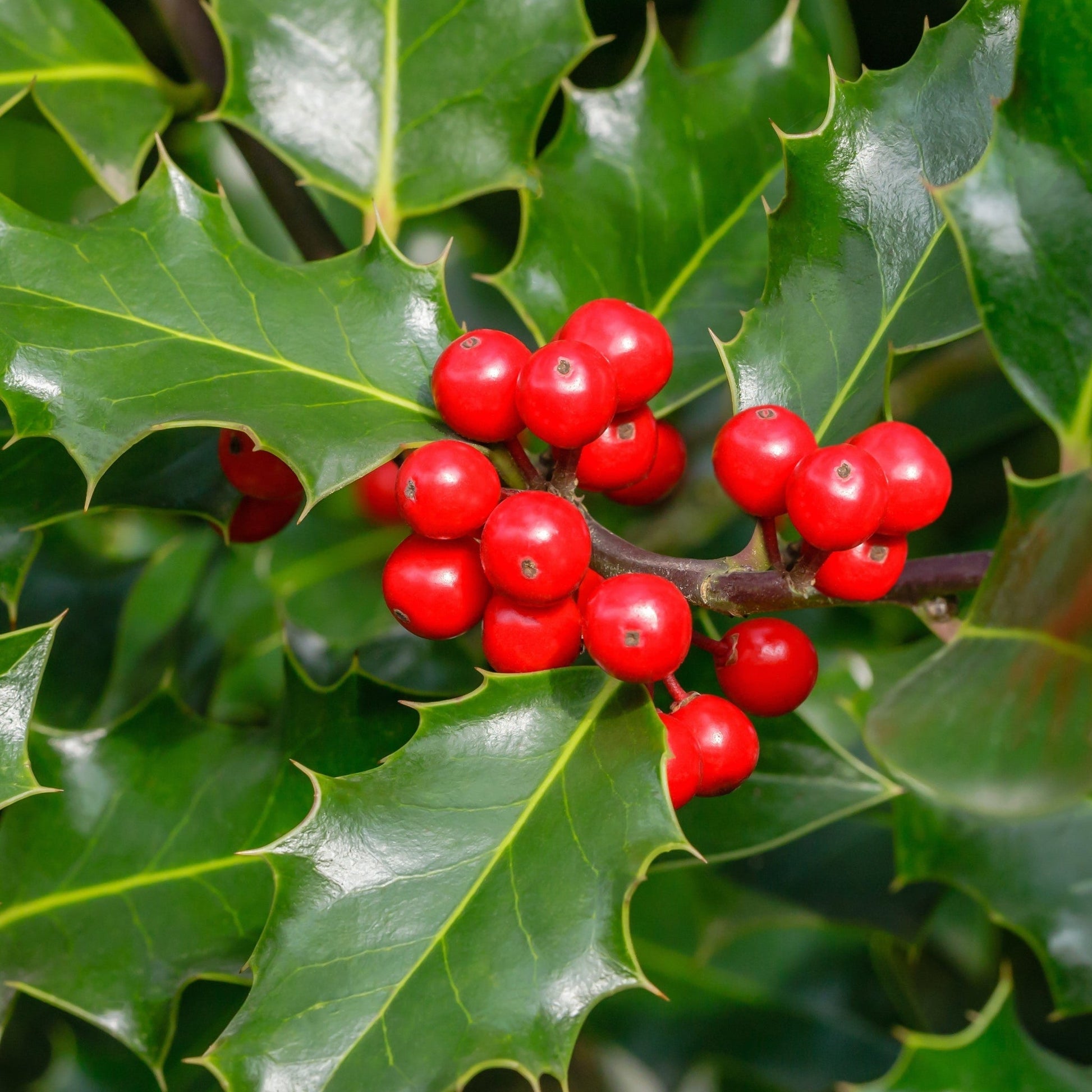 Ilex 'Blue Angel' Dwarf Holly 2L - Red Winter Berries, Easy Care - plants - express.com