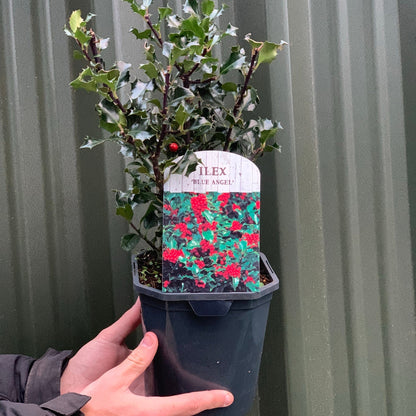 Ilex 'Blue Angel' Dwarf Holly 2L - Red Winter Berries, Easy Care - plants - express.com