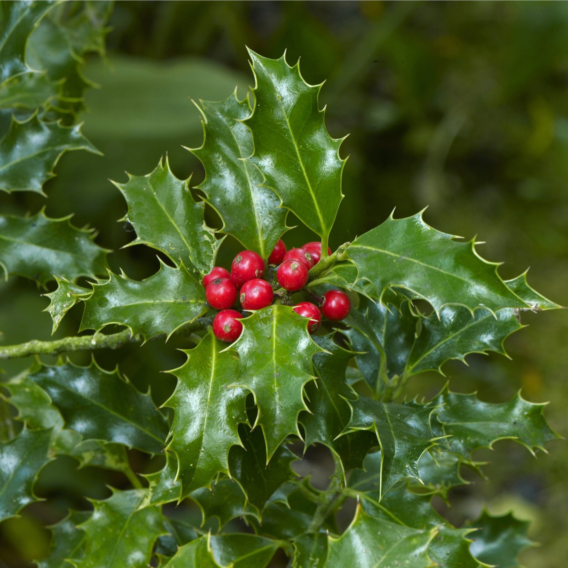 Ilex 'Blue Angel' Dwarf Holly 2L - Red Winter Berries, Easy Care - plants - express.com