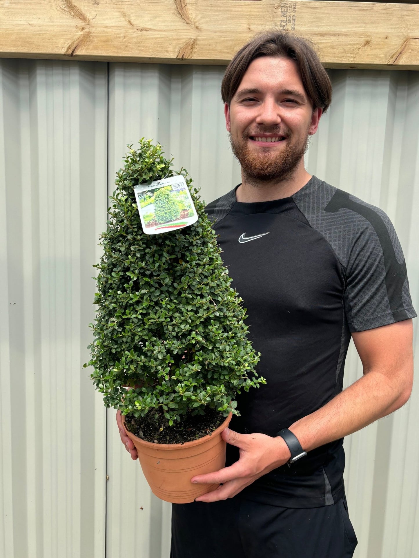 Ilex crenata Cone/Pyramid – Evergreen Japanese Holly, 60cm, 3L Pot - plants - express.com
