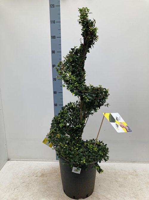 Ilex 'Dark Green' Spiral – 110–120cm Evergreen Topiary in 12L Pot - plants - express.com