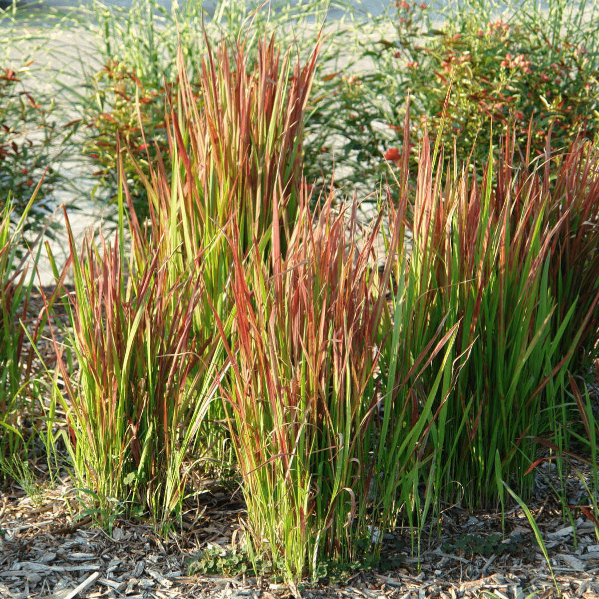 Imperata cylindrica Red Baron Japanese Blood Grass - Red Spikes, Green Season - plants - express.com
