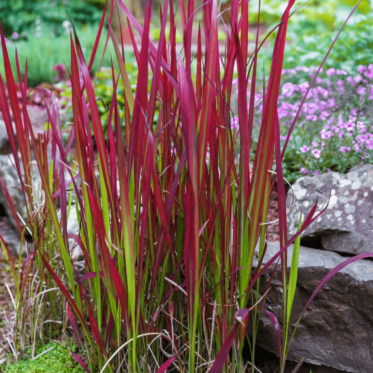 Imperata cylindrica Red Baron Japanese Blood Grass - Red Spikes, Green Season - plants - express.com